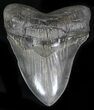 Exceptional Megalodon Tooth - Absolutely Massive #35556-1